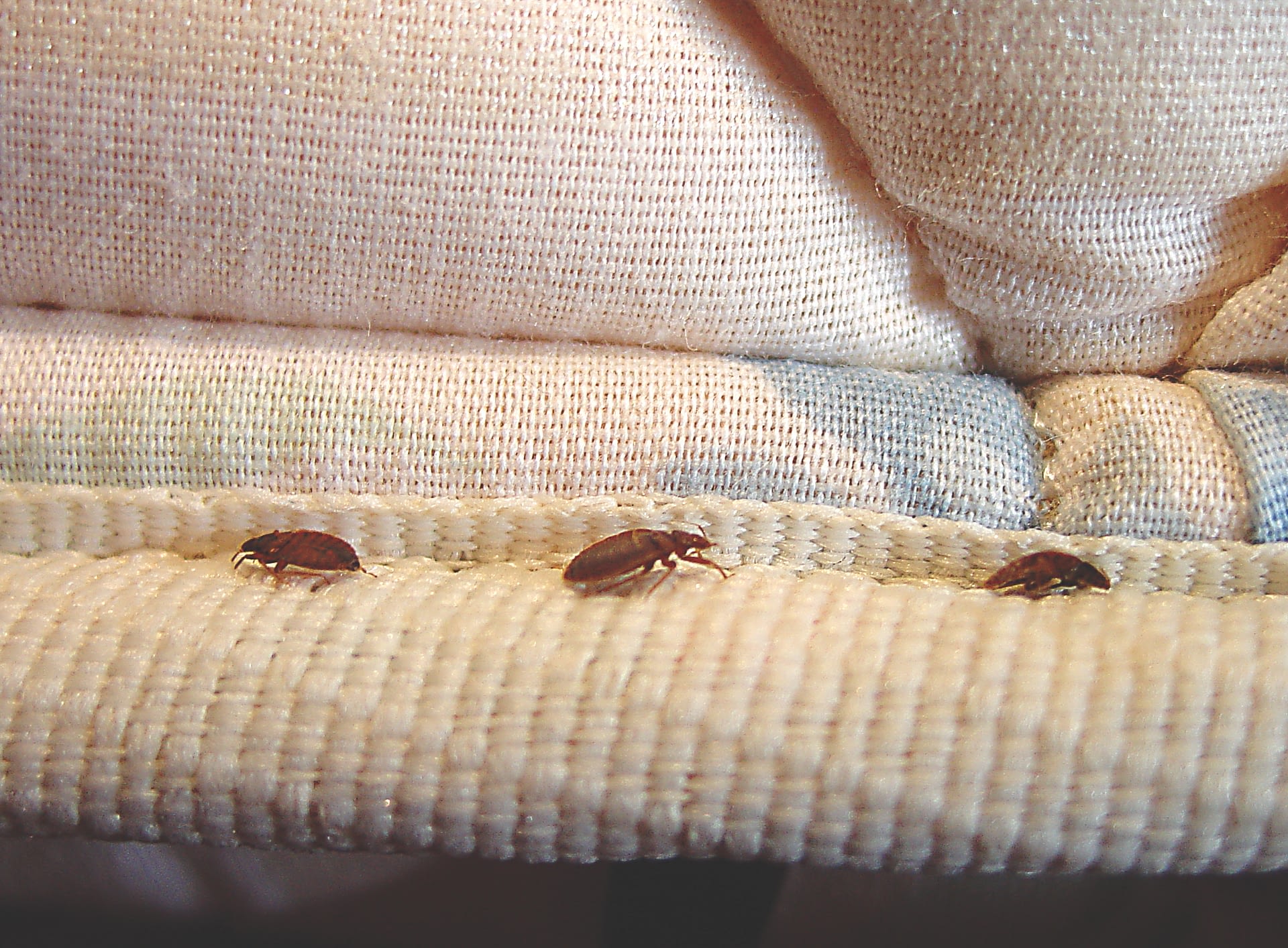 Bed Bugs Control - Provincial Pest Control